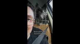 Winnie the cairn terrier gets jealous when she thinks another dog is getting extra treats