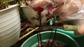 MIANA COLOSEUS EASY TO BREED EASY TO MAINTAINE....BOOMING IN JAKARTA