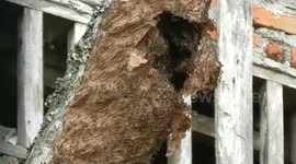 Bee colony's emerged from the hive repairing damage caused by falling branches TIMELAPSE