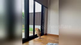 Singapore 'escape artist cat' stuck and sabotaged by another cat