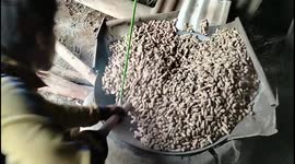Indonesians mix sand with peanuts to create traditional roasted snack