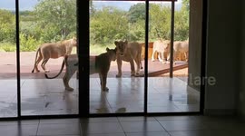 Terrifying moment South Africa family find pride of lions staring through glass doors
