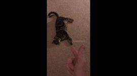 Cat plays dead on demand
