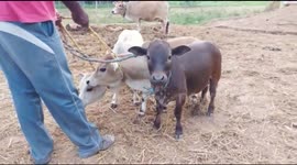 Adorable breed of world’s shortest cow on brink of extinction