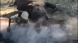 Wildlife officer gets thwacked by trunk when checking injured Indian elephant