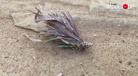 Tiny bagworm spotted rocking a 'grass skirt' as it wriggles along ground in Kenya