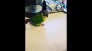 temp