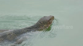 Asian water monitor lizard devours a freshwater turtle in Thailand