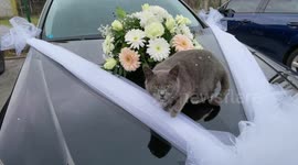 I'm getting married today, one cat imagined.