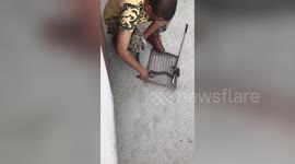 Forest official rescue spectacled cobra from residential area in northern India