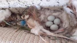 This is how you know Spring is near birdie eggs in a nest built from cotton that I gave to the bird