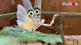Praying mantis with 'eyes' on wings performs stunning mating dance