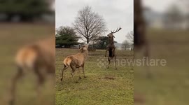 Incredible video shows two majestic stags standing on their hind legs and start boxing
