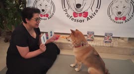 This brainy dog can count, do sums and even knows Japanese!