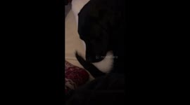 A labradors Doggy dreams cuddled up on the sofa