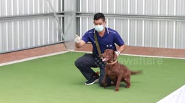 Watch these sniffer dogs detect Covid in just two seconds in Thailand