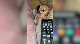 Aggressive dog cowers in fear when presented with an onion in Italy