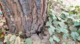 Insects climbing trees and landing animals life forest nature