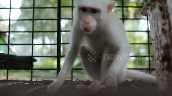 The unique animal albino macaque in Indonesia