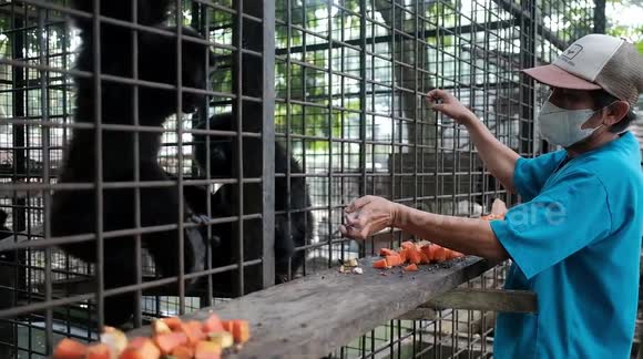 New born Baby Gibbon In Indonesia