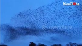 'Breathtaking Starling Murmuration Amplifies the Beauty of Clear Sky in Netherlands '