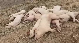 Officials investigating dozens of pig carcasses spotted on banks of China's Yellow River