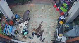 Stray dog caught on camera stealing shoes left outside shop in Thailand