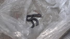Seven baby cobras found hiding in washing machine in Thailand
