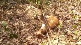 Barking deer saved from snare trap in Thai forest