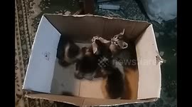 Indonesia: Wake up in the morning 4 kittens