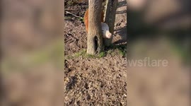 [Best edit] Georgia man films as he rescues cow calf stuck in between tree trunks