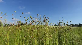 Flax, or Linseed (Linum usitatissimum): a flax crop ready for cutting and laying to dry in the field