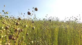 Flax, or Linseed (Linum usitatissimum): a flax crop ready for cutting and laying to dry in the field