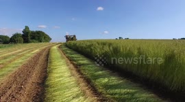 Flax Reaper cutting and laying mature Flax, or Linseed plants to allow the crop to dry in the field