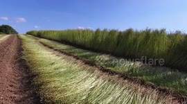 Flax, or Linseed (Linum usitatissimum): after a Flax Reaper has cut and laid the plants to dry