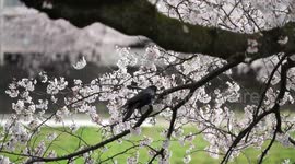 Crow enjoying beautiful cherry blossom in Fukui prefecture, Japan.