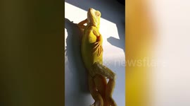 Yellow iguana poses like a model laying in the beach