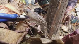 Nail-biting footage shows rescuer saving dangerously trapped cobra