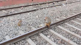 Hungery monkey's came railway trak to find food for servive