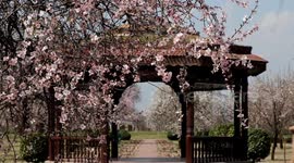 Beautiful scenery of flowers in  Badamwari Garden Jammu & Kashmir India