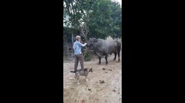 The owner tries to calm the big cow when the dog approaches provoking it