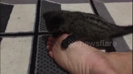 Adorable baby civet grinds growing teeth on Indonesian rescuer