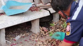 Stuck monitor lizard released after getting trapped under concrete bench
