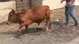 Bow-legged baby cow saved from slaughterhouse by kind farmer now kept as pet