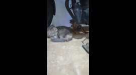 A persian cat afraid with tiny tyranosaurus toy that can walk