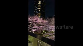 Japan: Night Viewing Of Cherry Blossoms In The Time Of Pandemic 2