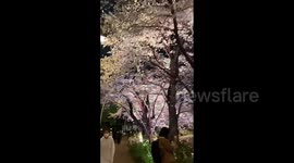 Reduced crowds for night viewing of Japan's famous cherry blossoms