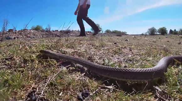 Reptile Expert Max Shows How You 