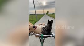 This video shows the moment an animal loving cyclist goes for a bike ride - with her two puppies in the basket