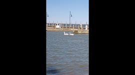 Swans swimming in the Port Austin beach in Michigan